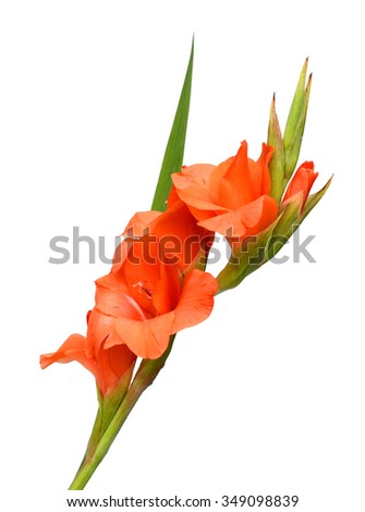 Lily flower and pebble. Isolated on white background