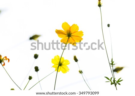 Yellow Cosmos flower isolated on white background.
