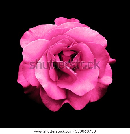 Surreal dark chrome pink rose flower macro isolated on black