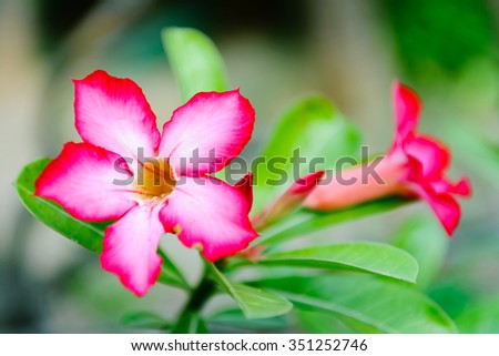 beautiful flowers made with sweet soft style color filters, romantic flowers, flowers blurry style for background.