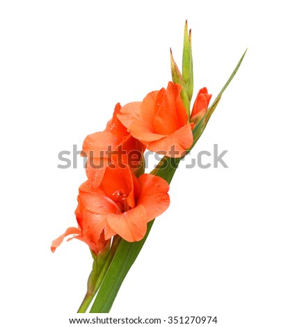 A orange daylily on freshness

