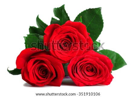 rich red roses on white isolated background