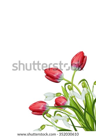 spring flowers tulips isolated on white background. snowdrop