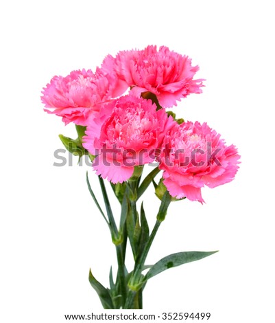 Beautiful bouquet of pink carnation flowers isolated on white background