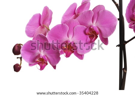 Pink Orchid Isolated on white