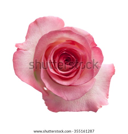 gentle pink rose flower isolated on white background