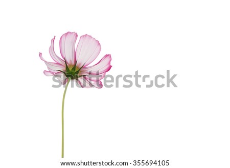Pink white cosmos flower isolated on white background, close up.