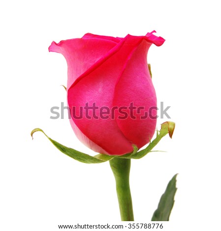 Pink rose closeup isolated on white background