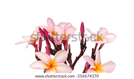 Pink frangipani on black stone, shallow depth of field
