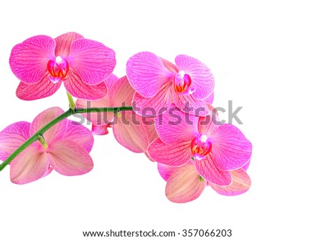 Pink orchid flower, isolated on white background