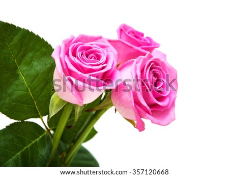Pink rose blossoms on white background