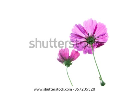 Pink Cosmos flowers isolated