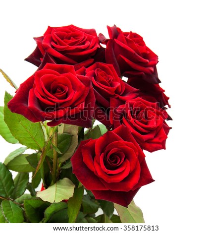 Fresh Red roses on a white background