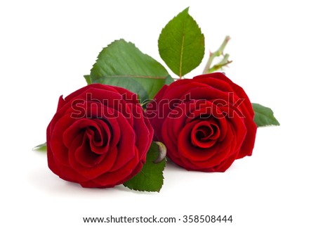Red rose isolated on white background. 