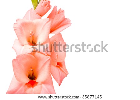 Beautiful Gladiolus. Macro. Studio shot on white background