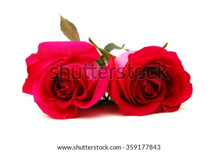 Two Pink rose on white background 