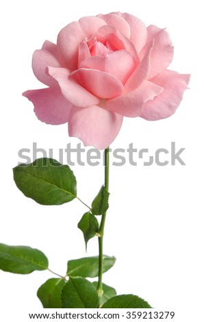 Beautiful fresh pink rose isolated on white background