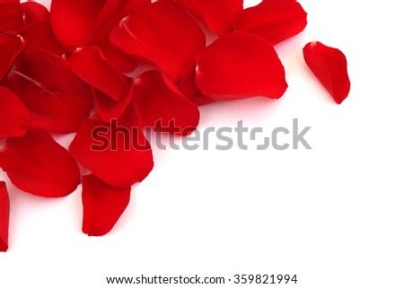 Rose petals isolated on white background with copy space
