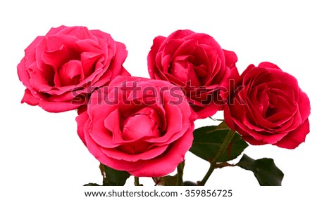 beautiful Bouquet of pink rose flowers isolated on white background