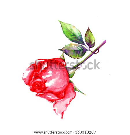 Watercolor rose. Red flower. Falling leaves. Love concept. Valentines day.