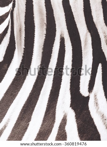 Animal skin texture for concept of nature