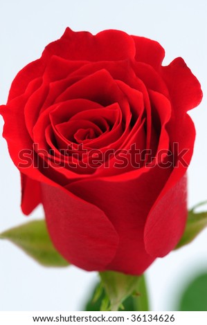 Close up of Red rose