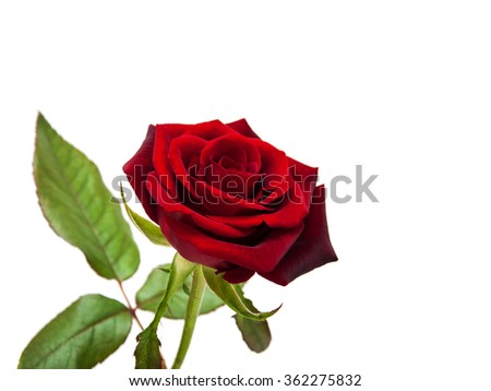 Fresh Red rose on a white background