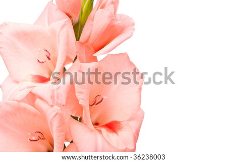 Beautiful Gladiolus. Macro. Studio shot on white background