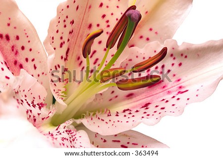 lily flower over white