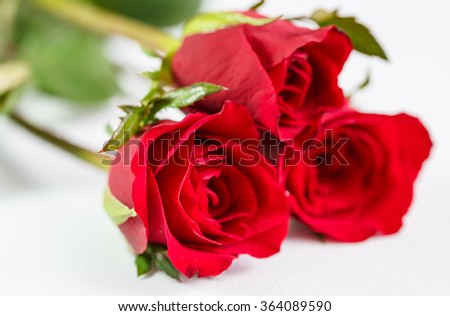 red rose with water droplets on white  for valentine