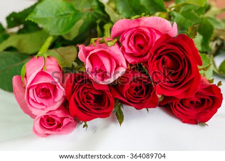 Red and pink rose with water droplets on white  for valentine