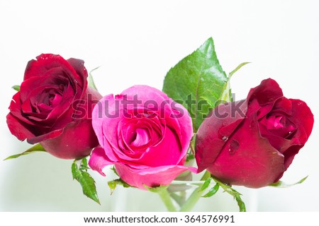 red and pink rose