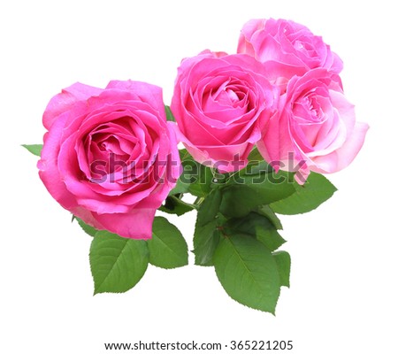 Bouquet of roses with leaves
