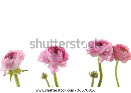 Set of  pink dahlia flower and bud