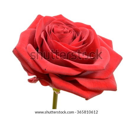 a red rose isolated on a white background