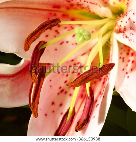 Lily Flower - Macro