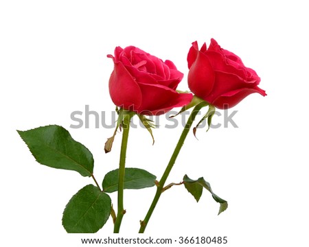 beautiful pink of rose flowers isolated on white background