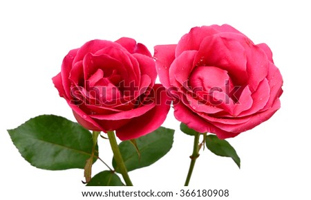 beautiful pink of rose flowers isolated on white background