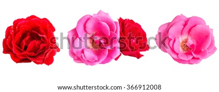 Set of red and pink roses flowers with water droplets, isolated on white background