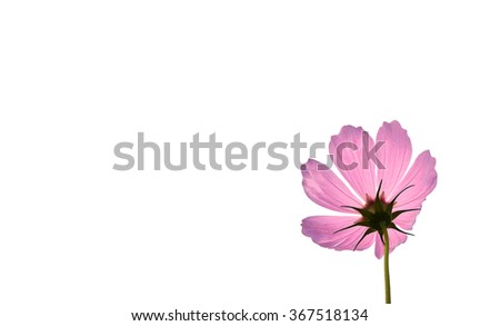 An isolated pink cosmos which is shot from the back.                                         