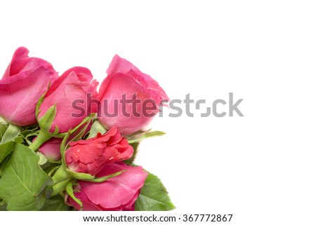 pink roses with copy space