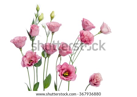 Beautiful pink eustoma flowers isolated on white background 