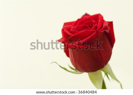 beatiful rose