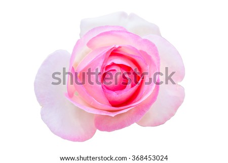 Isolate of light pink rose color