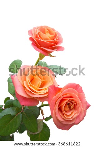 Bunch of pink roses isolated on white background