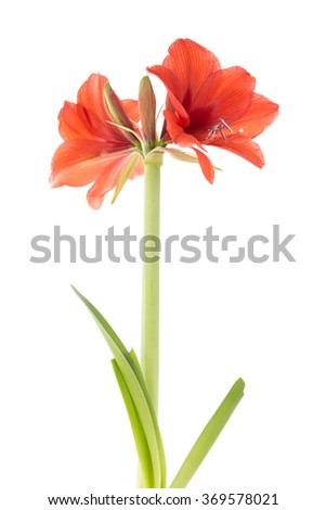Blooming amaryllis over a white background