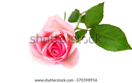 Pink nice  rose  for Valentine's Day isolated on the white background. 