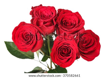Saturated red perfect rose