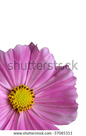  flower on white bottom