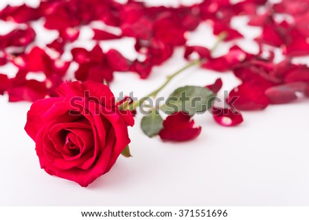 Red rose and rose petals on wooden table, Valentine's day, isolated background
